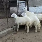 طليان جذعان نظيفه وشحم مقفله جرد العبلا موقعه