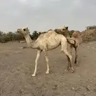 بكره لاب السيف بن زومان لام مهجنه