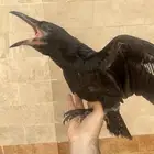 فرخ غراب الريفن النادر(تم البيع)