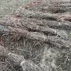 علف ذرة