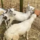 كباشه للبيع