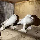 حمام