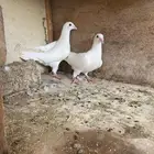 طبة زاجل ابيض