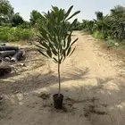 مشتل لبيع اشجار وشتلات الزينة للكميات