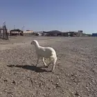 طلي عمره 5 شهور