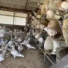 أرانب   حمام كريمي   زاجل   عايدي   فرنسي