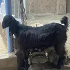 جفره قبرصيه أصيله