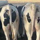 عجول هولندي اوزان فوق 300