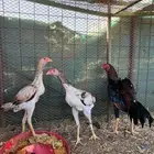 دجاج شامو ياباني