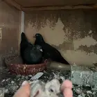 جوز صنعاوي صنعاني