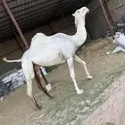 السلام عليكم ورحمة الله لقحه على جميع الشروط