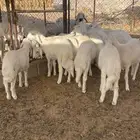 طليان فل الفل