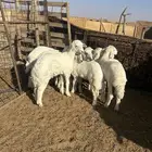 البيع بهم حري