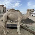 جمل وضح للبيع