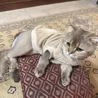 قط سكوتش ذكر