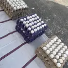 بيض بلدي