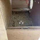 جوز كروان تم البيع
