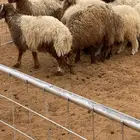 ذبائح للبيع