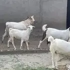 تيس للبيع