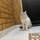 للبيع قط شيرازي انثى الصحه شرط مدري كم عمره
