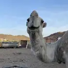 جمل اوضح