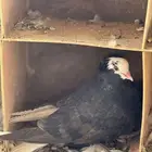 حمام
