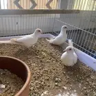 يمام ماسي سنوايت
