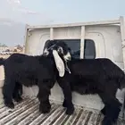 تيوس عرضية شحم
