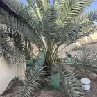 للبيع نخله نبتة علي عدد 1