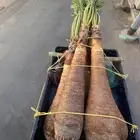 واشنطني زينه