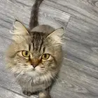 قط شيرازي تايغر للتزاوج