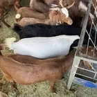 تيوس عمار 7 شهور مخصى