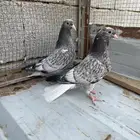 حمام قطيفي