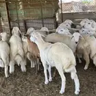 ذبايح الوسام حري سواكن