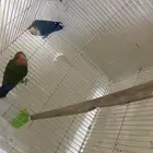 للبيع طيور روز مشاءالله حجم تب