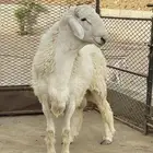 مشروع فحل حري العمر 8 شهور