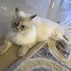 قطه للبيع