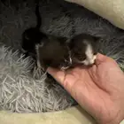قطط للتبني