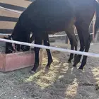 للبيع مهرة دهما