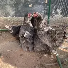 بشاير دجاج براهما
