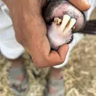 عنزين جبوبي و حده ثنيه و حده رباع