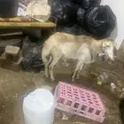 عندي كبش فحل على الصوم