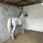 مهره شعبيه فاخره وقطعه