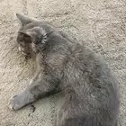 بسه للبيع