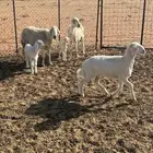 حبص ولد ثنتين معهن على واحد ورخل عمرها ثلاث شهور