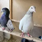 حمام باكستاني تيدي قولدن لاكا كواسير . 5 اجواز