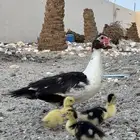 للبيع بطه مفرخه مسكوفي