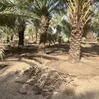 تمر صقعي درجة اولى ثمر الموسم القادم للبيع