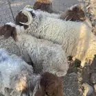 للبيع نعاج العد 5 سديس