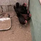 ديوكه للبيع